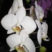 Орхідеї