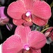 Орхідеї