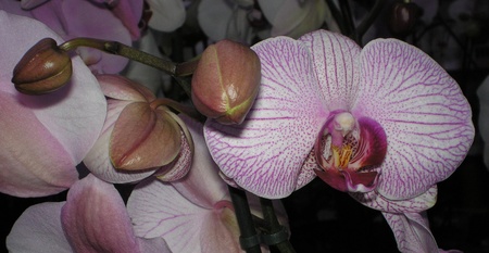 Орхідеї