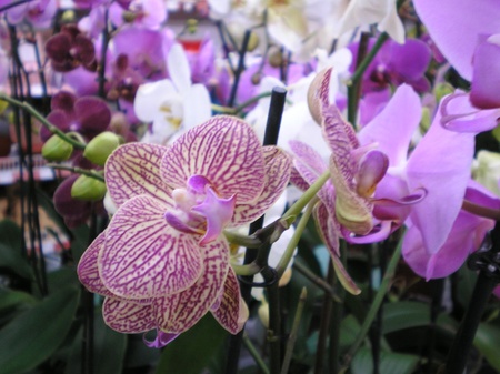 Орхідеї